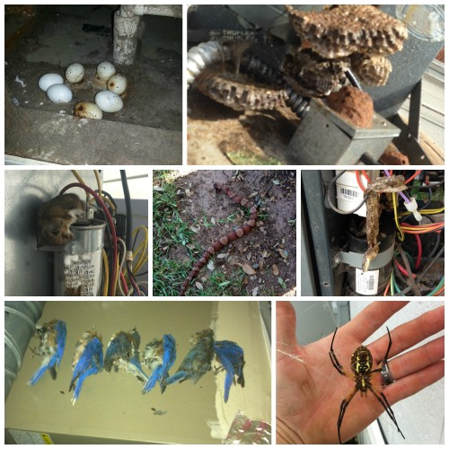 Snakes, Birds, Lizards And Air Conditioners Don’t Mix | Daffan Cooling & Heating
