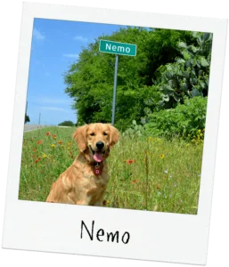 Nemo | Daffan Cooling & Heating